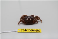 藏品(雙齒近相手蟹)的圖片